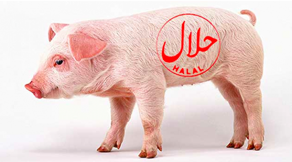 porc cochon halal modifié genetiquement