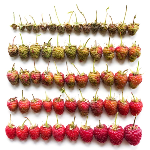 Brittany Wright Food Gradients raspberries
