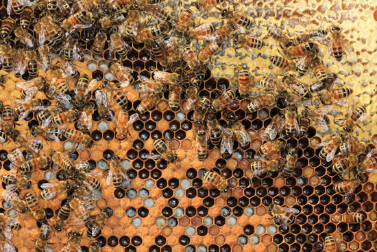 ruche abeilles